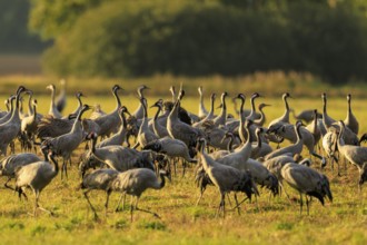Large group of cranes gathered in a meadow illuminated by warm sunlight, crane (Grus grus)