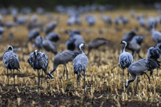 A variety of cranes stand on a stubble field at dusk, crane (Grus grus) wildlife, Western Pomerania