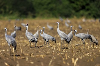 A group of cranes stands on a harvested field with green background, crane (Grus grus) wildlife,