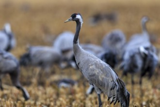 Single crane standing in a field surrounded by blurred cranes in the background, crane (Grus grus)