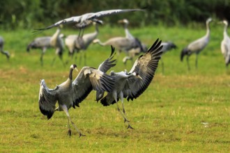 Two cranes dynamically swing their wings on a green field, Crane (Grus grus) wildlife, Western