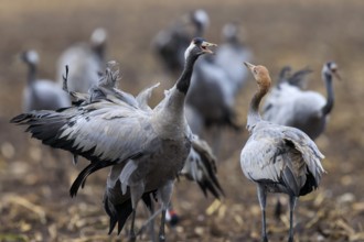Two cranes face each other and communicate in a field, Crane (Grus grus) wildlife, Western