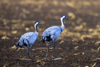 Two cranes walk side by side across earthy soil, crane (Grus grus) wildlife, Western Pomerania