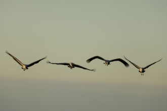 Four cranes fly in a formation through a clear sky, Crane (Grus grus) wildlife, Western Pomerania