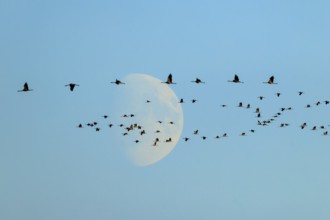 A flock of birds flies elegantly in front of the moon in the morning, Crane (Grus grus) wildlife,
