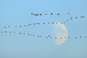 Bird migration in the morning sky with the moon in the background, crane (Grus grus) wildlife,