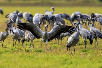 Crane spreading wings surrounded by other cranes in a meadow, Crane (Grus grus) wildlife, Western