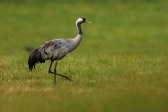 A crane stands in a green field and looks around attentively, crane (Grus grus) wildlife, Western
