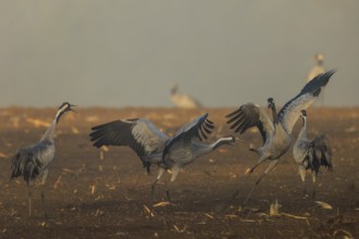 Group of cranes moving at foggy dawn, crane (Grus grus) wildlife, Western Pomerania Lagoon Area