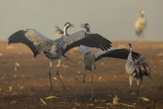 Cranes dance in a foggy field, Crane (Grus grus) wildlife, Western Pomerania Lagoon Area National
