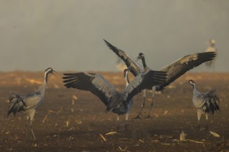 Cranes in a group flap their wings in a field, crane (Grus grus) wildlife, Western Pomerania Lagoon