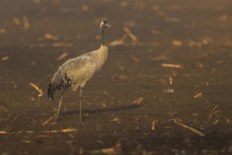 A single crane stands in fog on a brown field, crane (Grus grus) wildlife, Western Pomerania Lagoon