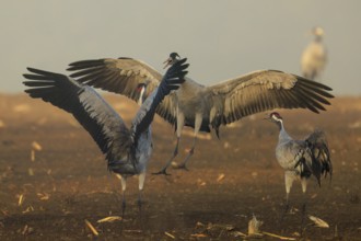 Active cranes with spread wings in the light of dawn, crane (Grus grus) wildlife, Western Pomerania