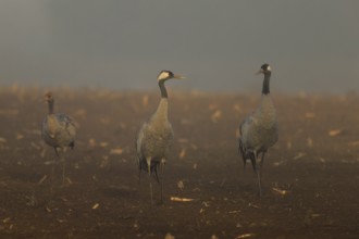 Three cranes in a field in foggy morning light, Crane (Grus grus) wildlife, Western Pomerania