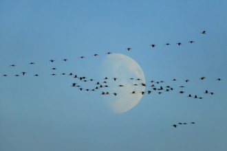 A large group of birds flying in front of a crescent in the blue sky, Crane (Grus grus) wildlife,