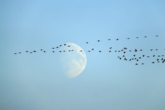 Swarm of cranes flying in the sky against a large moonbackdrop, crane (Grus grus) wildlife, Western