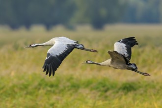 Two cranes fly side by side over a green meadow, crane (Grus grus) wildlife, Western Pomerania