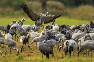 Crane flying over a large group of cranes, Crane (Grus grus) wildlife, Western Pomerania Lagoon
