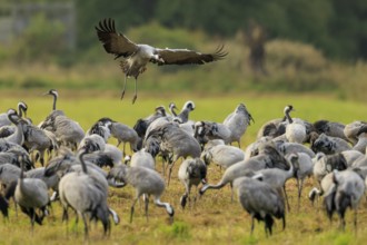Crane flying over a large group of cranes in a meadow, crane (Grus grus) wildlife, Western