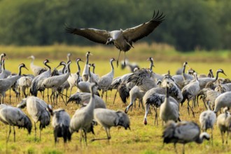 Many cranes in a meadow, one flying over the group, crane (Grus grus) wildlife, Western Pomerania