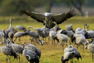 Flying crane over a group of cranes in a meadow, crane (Grus grus) wildlife, Western Pomerania