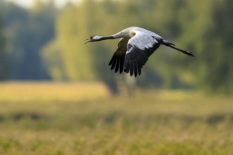 Crane flying over a blurred green landscape, crane (Grus grus) wildlife, Western Pomerania Lagoon