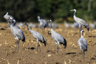 Group of cranes standing in a brown field, crane (Grus grus) wildlife, Western Pomerania Lagoon