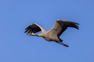 Single crane flying with spread wings in blue sky, crane (Grus grus) wildlife, Western Pomerania