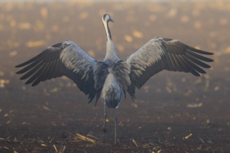 A crane spreads its wings wide on a brown field, Crane (Grus grus) wildlife, Western Pomerania