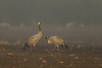Two cranes stand quietly in foggy morning light, Crane (Grus grus) wildlife, Western Pomerania