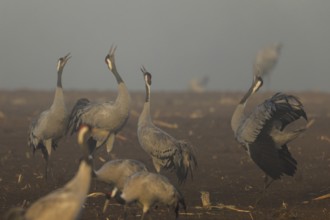 Group of cranes calling at foggy dawn, crane (Grus grus) wildlife, Western Pomerania Lagoon Area
