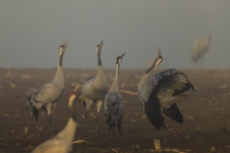 Several cranes call in a foggy field, crane (Grus grus) wildlife, Western Pomerania Lagoon Area