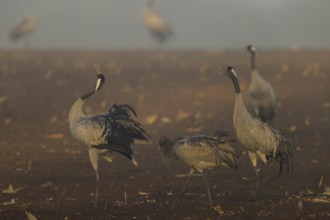 Cranes gather in a foggy field at dawn, Crane (Grus grus) wildlife, Western Pomerania Lagoon Area