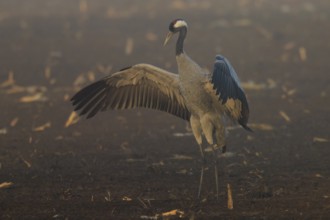 A crane stands with wings spread out in the morning fog in a field, crane (Grus grus) wildlife,