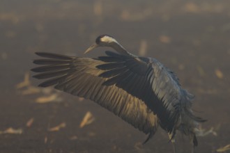 Close-up of a crane with spread wings against a foggy background, crane (Grus grus) wildlife,
