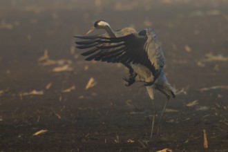 A crane spreads its wings in a dynamic movement in the field, Crane (Grus grus) wildlife, Western
