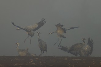Cranes landing and flying in fog in an open field, crane (Grus grus) wildlife, Western Pomerania