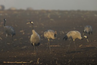 Cranes stand in a quiet brown field at dawn, Crane (Grus grus) wildlife, Western Pomerania Lagoon