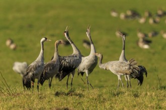 Group of cranes on a green field in daylight, crane (Grus grus) wildlife, Western Pomerania Lagoon