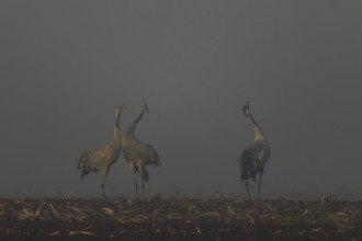 Three cranes courtship in morning fog in a field, crane (Grus grus) wildlife, Western Pomerania