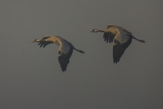 Two cranes flying against grey skies at dusk, Crane (Grus grus) wildlife, Western Pomerania Lagoon