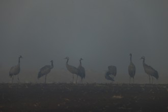 Silhouettes of cranes in fog at dawn in a field, crane (Grus grus) wildlife, Western Pomerania