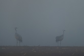 Two cranes standing in a field in thick fog, Crane (Grus grus) wildlife, Western Pomerania Lagoon