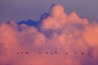 Birds move against a sky with pink clouds at dusk, crane (Grus grus) wildlife, Western Pomerania