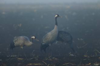 Three cranes stand still in a foggy field at dawn, Crane (Grus grus) wildlife, Western Pomerania
