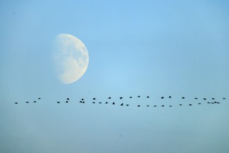 A group of birds flying in line in front of a semi-visible moon, Crane (Grus grus) wildlife,