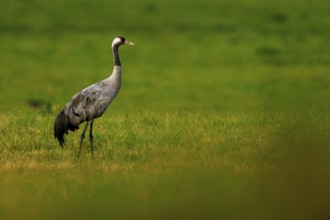 A lonely crane is located in an extensive green field, Crane (Grus grus) wildlife, Western