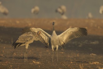A crane with spread wings stands next to another, crane (Grus grus) wildlife, Western Pomerania