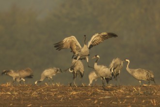 Cranes, one in the middle raising its wings, crane (Grus grus) wildlife, Western Pomerania Lagoon