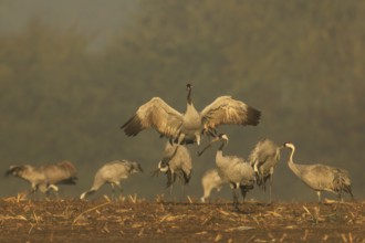 Cranes in the golden morning light, one raises his wings, crane (Grus grus) wildlife, Western